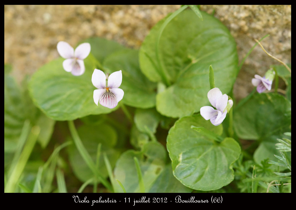 Viola palustris